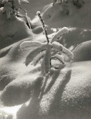 Auersberg. Spitze einer jungen Fichte in einer Schonung schaut aus dem Schnee