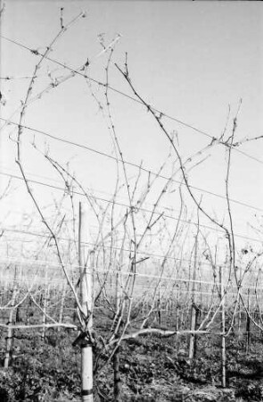 Merdingen: Wege am Tuniberg im November bei Merdingen