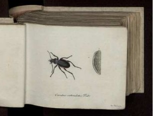 Carabus Catenulatus Fabr.