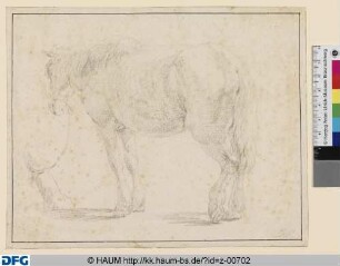 Stehendes angebundenes Pferd