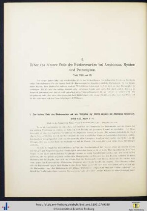 Ueber das hintere Ende des Rückenmarkes bei Amphioxus, Myxine und Petromyzon.