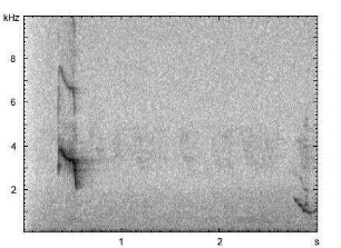 Beo | Gracula religiosa - Pfiff, Imitation der menschlichen Sprache