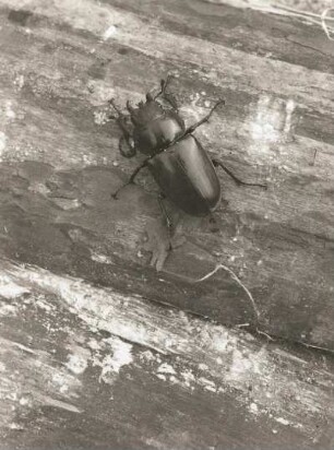 Hirschkäfer (Lucanus cervus L.), weiblich