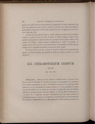 XIV. Tetrabothrium Crispum
