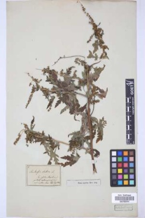 Ambrosia elatior L.