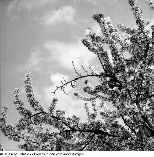 Frühling; Baumblüte Borthen Kauscha