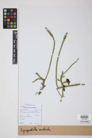 Lycopodiella andicola B. &Oslash;llg.