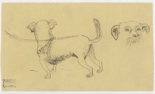 Kleiner Hund, Hund von hinten und Kopf