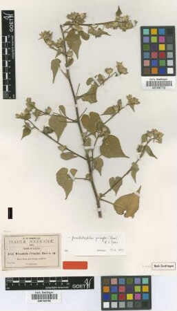 Wissadula pringlei Rose [isotype]