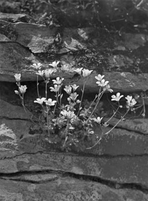 Aufsteigender Steinbrech (Saxifraga adscendens), Pflanzenart aus der Gattung Steinbrech (Saxifraga) in der Familie der Steinbrechgewächse (Saxifragaceae)