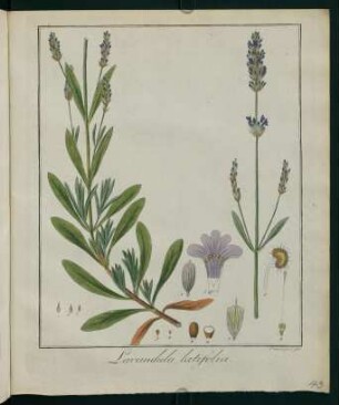 43r, Lavandula latifolia