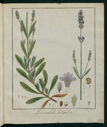 43r, Lavandula latifolia