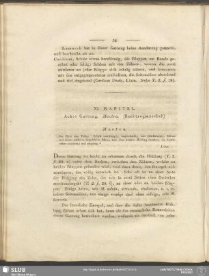 XI. Kapitel. Achte Gattung. Mactra. (Backtrogmuschel)
