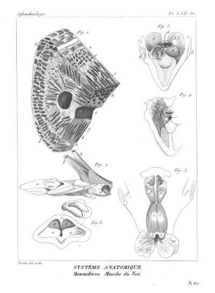 Pl. LXII ter. Systême Anatomique. Mammifères. Muscles du Nez.