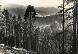Tambacher Grund : Thüringen. Bei Georgenthal. Blick in den Tambacher Grund