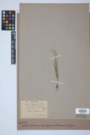 Isoetes velata tegulensis (Genn.) Trabut