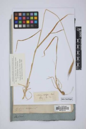Hordeum bulbosum L.