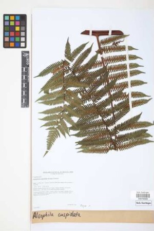 Alsophila cuspidata (Kunze) D.S.Conant