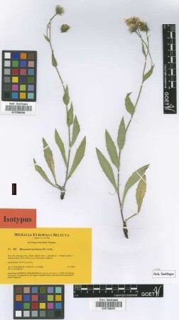 Hieracium cavallense Gottschl. [isotype]