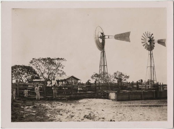 Fazenda (Film: "Urwelt im Urwald")