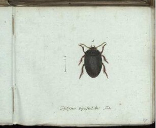 Dytiscus bipustulatus Fabr. [bis] Caffida austriaca Fabr.
