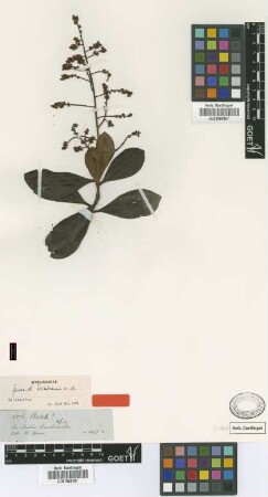 Geissanthus ecuadorensis Mez