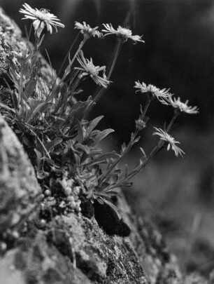 Alpen-Aster (Aster alpinus), auch Alpen-Sternblume, Blaue Gamsblüh, Blaue Gamswurz oder Blaues Bergsternkraut genannt, Pflanzenart aus der Gattung der Astern (Aster) in der Familie der Korbblütler (Asteraceae)