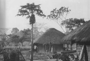 Gehöft mit Papayabaum. Mbenkurutal bei Matarawe : Dorflandschaft mit Hütten und Papayabaum.