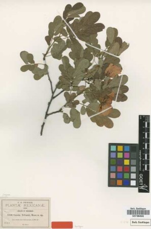 Cassia nelsonii Rose [syntype]