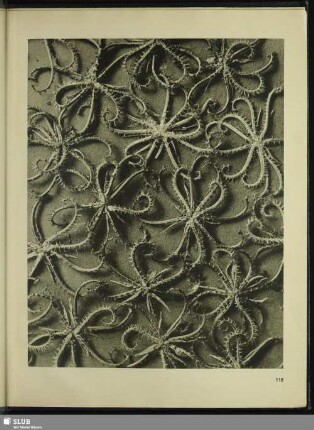Koelpinia linearis (Compositae). Samen in 5facher Vergrößerung