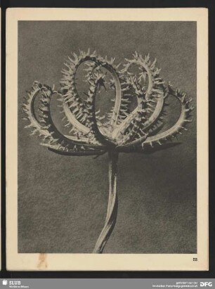 Koelpinia linearis (Compositae) - Samenkrone (12mal vergrößert)