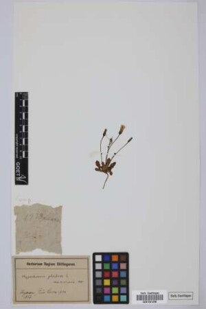 Hypochaeris glabra L.