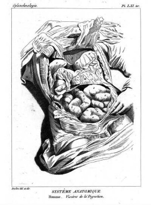 Pl. LXI ter. Systême Anatomique. Homme. Viscères de la Digestion.