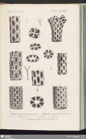 T. Crétacés, Pl. 690