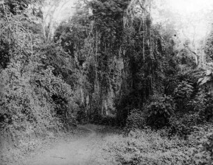 West-Usambara, Sihumewald