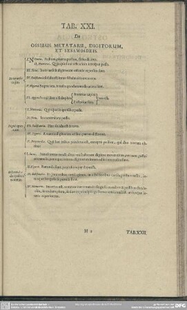 Tab. XXI. De Ossibus Metatarsi, Digitorum, Et Sesamoideis