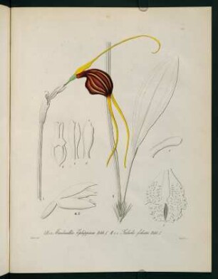 195r-195v, Masdevallia Ephippium