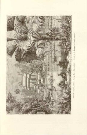 Palmier coryphan, rizières et pagode, à Muong Mai