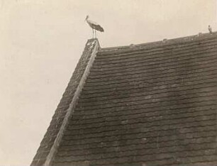 Weißstorch (Ciconia ciconia L.) auf einem Hausdach