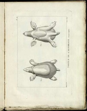 Pl. 40. [bis] Pl. 47