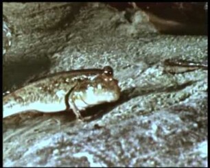 Periophthalmus spec. (Gobiidae) - Fortbewegung und Nahrungsaufnahme an Land