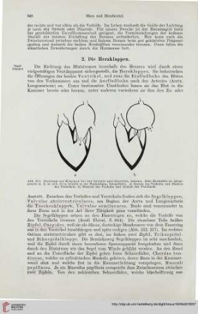 2: Die Herzklappen