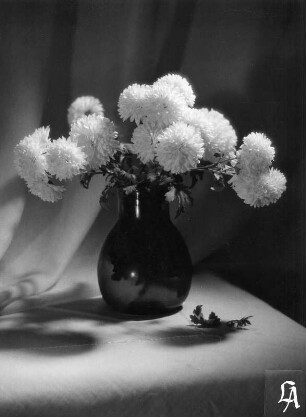 Chrysanthemen in Vasen : Chrysanthemen in Vasen. Ansicht in Rauchglasvase