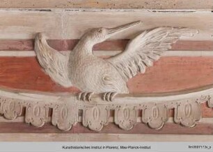Vögel : Schnepfe