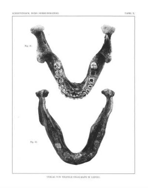 Die Mandibula des Homo Heidelbergensis von oben und unten gesehen zur Veranschaulichung des Zahnbogens.