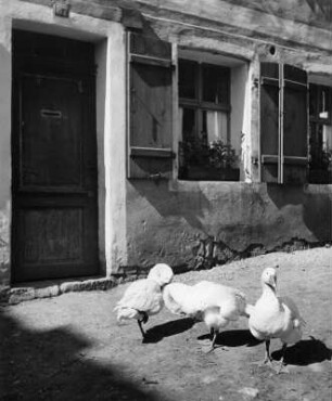 Gänse. Drei Gänse vor einem Bauernhaus