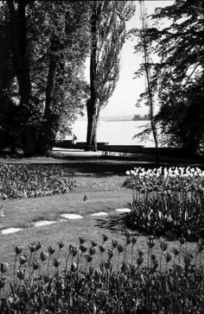 Mainau, Insel Mainau: Pressefahrt mit der DB, Tulpenblüte auf der Mainau; Tulpenbeete, Hintergrund See