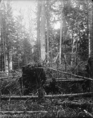 Sturmholz : Entwurzelte Bäume.