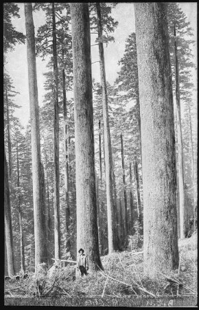 Oregon. Glimpse of an Oregon Forest