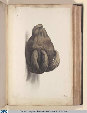 [Blatt 89 eines Klebebandes mit montierten Blumenzeichnungen]